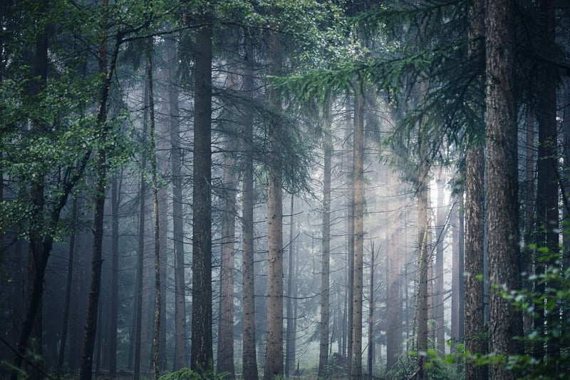 Forest Path